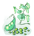 Green peas vector image