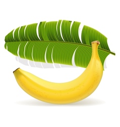 Ripe yellow banana with leaf vector image