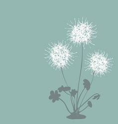 Dandelion vector image