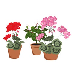 Flowering houseplants vector image