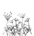 Fennel flower vector image