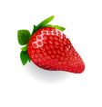 Strawberry vector image
