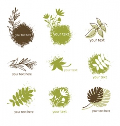 Set of floral elements vector image