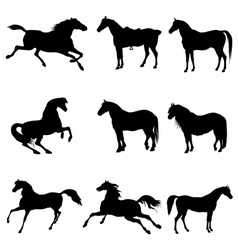 Horses Galloping and Standing Silhouette detailed vector image