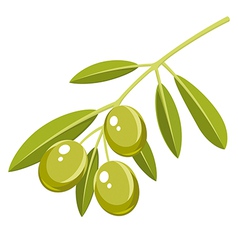 Olives vector image