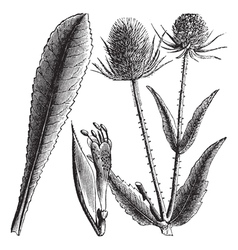 Wild Teasel vintage engraving vector image