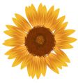 Yellow sunfower vector image