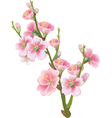 Flowering branch of sakura vector image