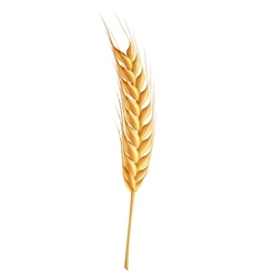 Wheat vector image