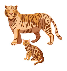 Bengal cats isolated on white big tiger and Bengal cats isolated on white big tiger and vector image
