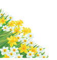 Daffodil flowers vector image