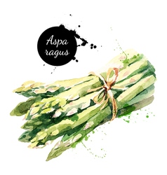 Watercolor asparagus Isolated eco food on white vector image