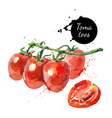 Watercolor datterino tomatoes Isolated eco food on vector image