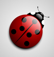 Ladybug icon vector image