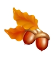 Acorns Acorns vector image