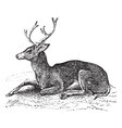Mule deer vintage engraving vector image