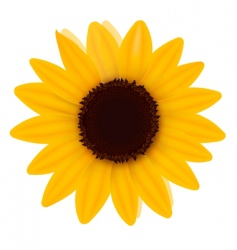 One sunflower vector image