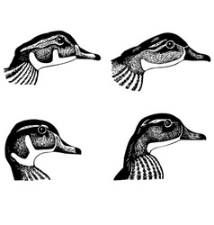 Ducks faces vector image