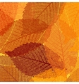 Dry autumn leaves template EPS 8 vector image