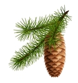 Pine cone with branch vector image