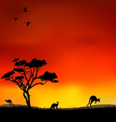 Kangaroos vector image