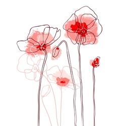 Red poppies on a white background vector image