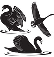 Bird vector image