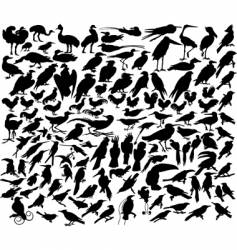 birds vector image