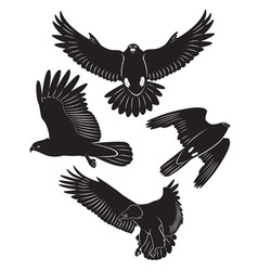 Eagle vector image