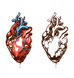 Anatomical heart vector image