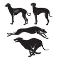 Hounds Hounds vector image