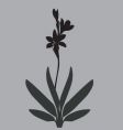 Simple lily vector image