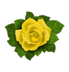 Yellow rose flower with leaves vector image