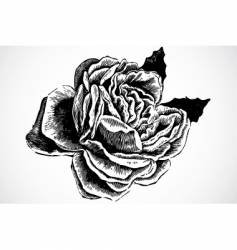 Woodcut rose vector image