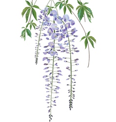Blooming wisteria branch with leaves vector image