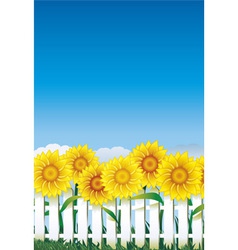 Sunflower behind white fence vector image