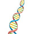 Dna strand vector image
