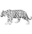 Tiger - black and white vector image
