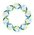 Dna strands vector image