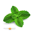 Fresh mint leaves vector image