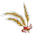 Wheat ears vector image