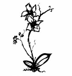 Orchid vector image