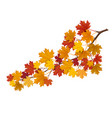 Maple branch with yellow leaves vector image