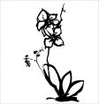 Orchid vector image
