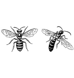 Halictus sweat bee vector image
