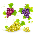 Bunches of grapes vector image