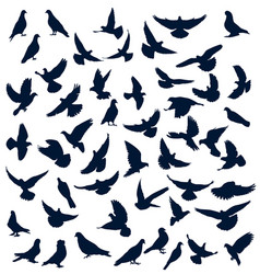Dove silhouettes vector image