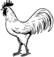 Cock vector image