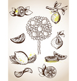 Lemon Lemon vector image