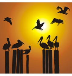 Silhouettes pelicans and sunset vector image